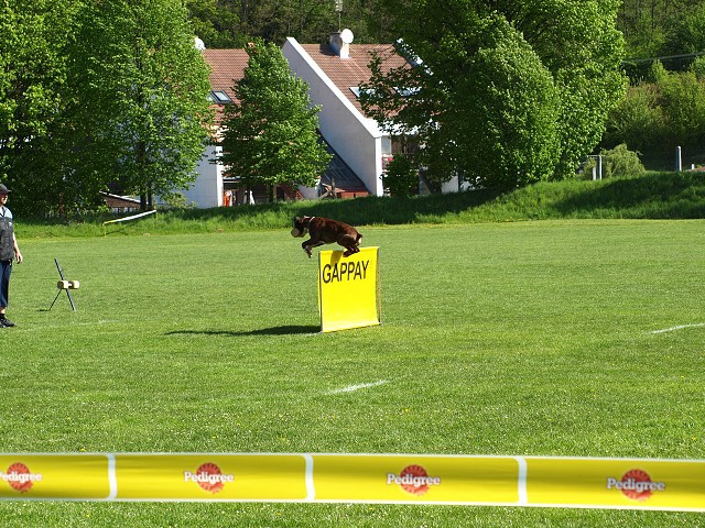 www.atibox.net * www.euroboxer.eu * www.boxergenealogia.eu